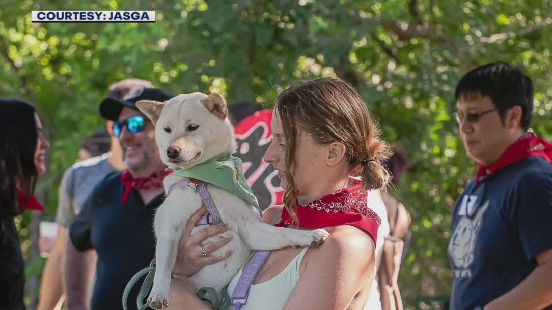 Parade of Shiba Inu Dogs at Pease Park